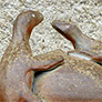 Décoration pour toiture : sculptures d'animaux en terre cuite